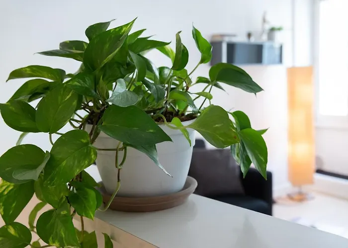 アパート Duomo Flat